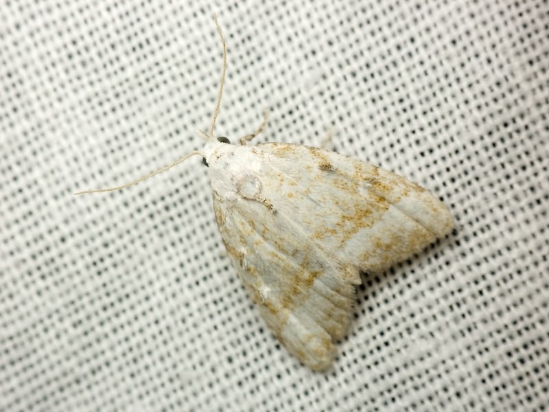 Nola aerugula (Hübner, 1793)